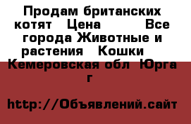 Продам британских котят › Цена ­ 500 - Все города Животные и растения » Кошки   . Кемеровская обл.,Юрга г.